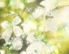 Christmas Wallpapers 278